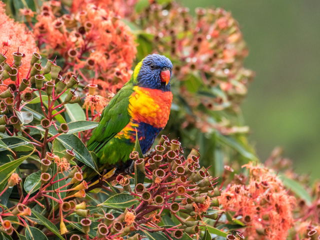 Многоцветный лорикет сидит на экзотическом цветке 