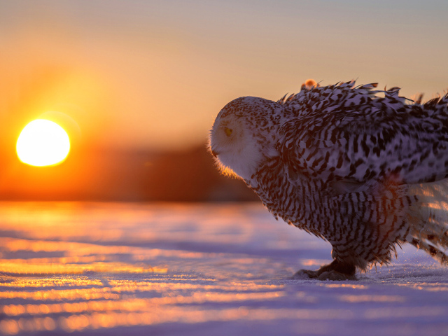 Сова на снегу в лучах солнца на закате 