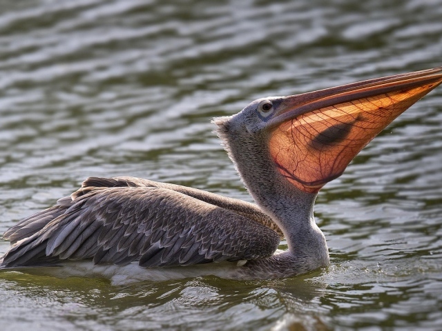 Пеликан с рыбой в клюве в воде 