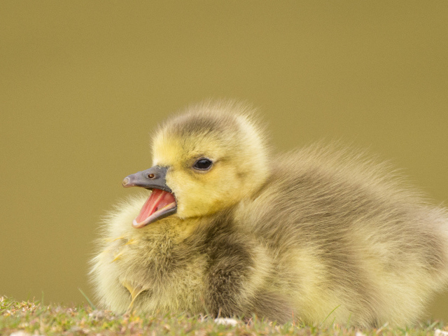 Маленький утенок с открытым клювом
