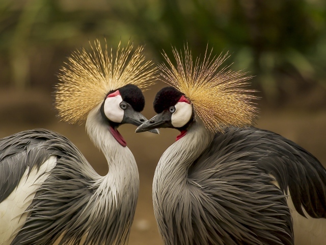 Два красивых венценосных журавля