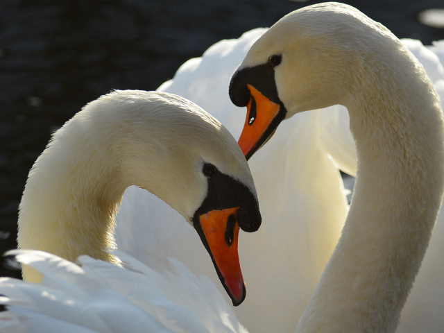 Два больших белых лебедя