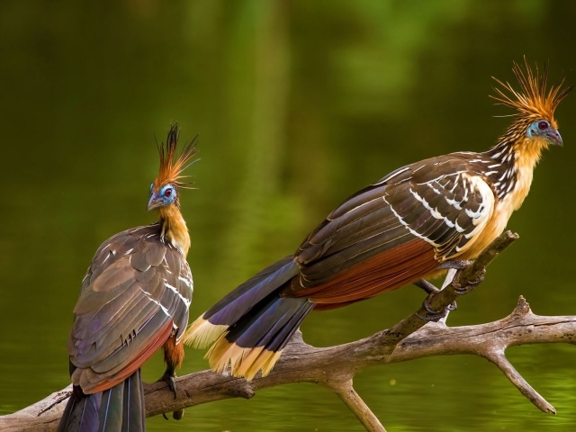 Две забавные тропические птицы Гоацин на ветке 