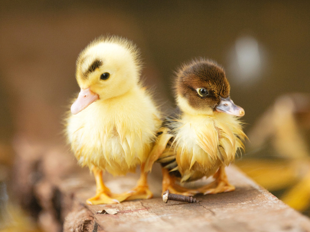Два маленьких милых мокрых утенка