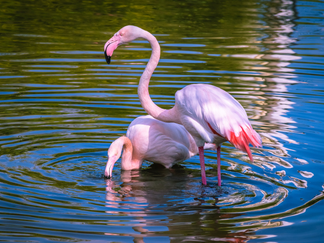 Два розовых фламинго купаются в воде