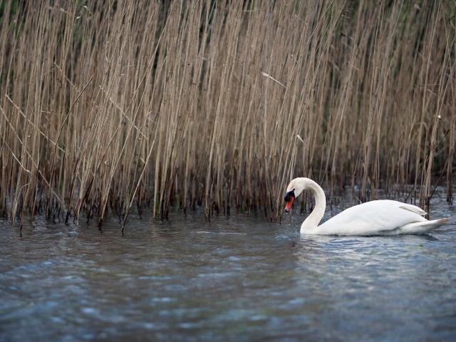 Белый красивый лебедь в воде у сухого камыша 