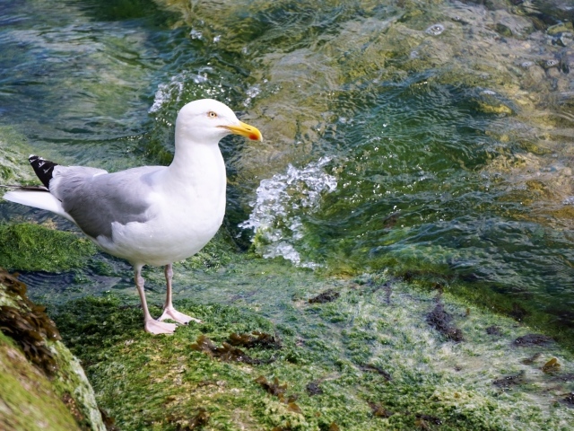 Белая чайка стоит на камне у воды 