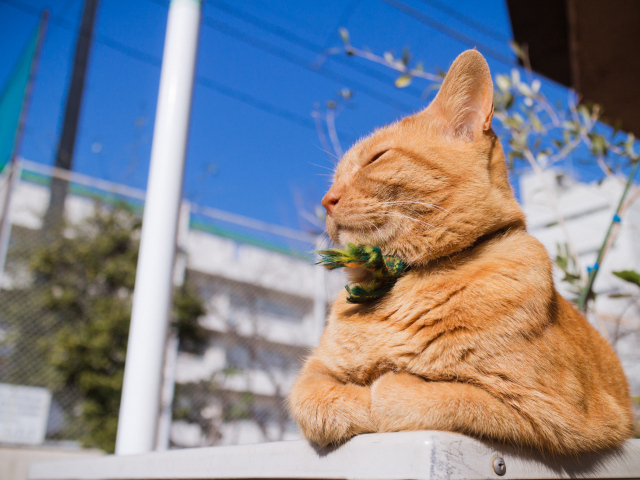 Красивый рыжий кот греется на солнце