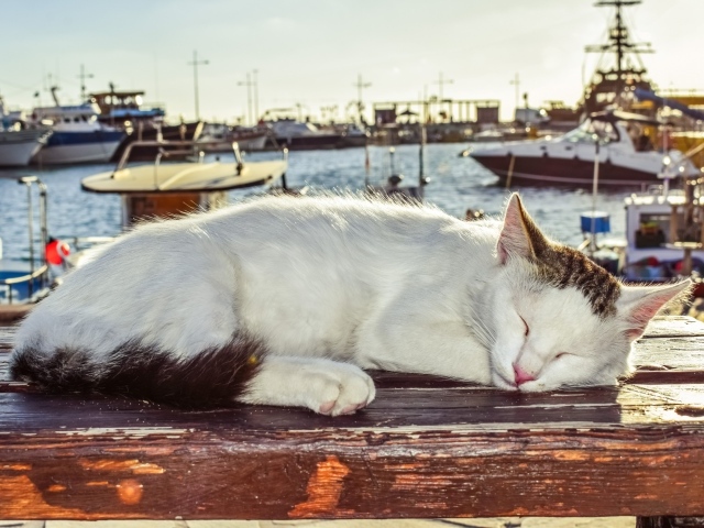 Кот спит под солнцем на лавке в порту