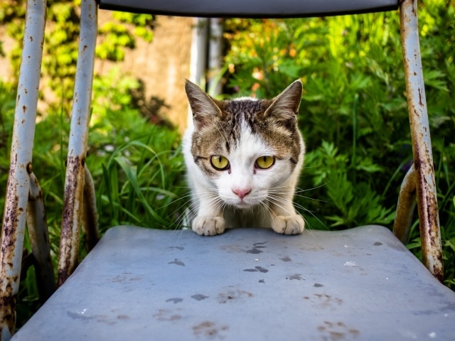 Испуганная кошка сидит на стуле