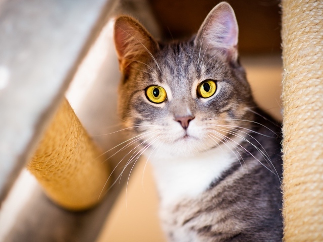 Взгляд серого кота с большими желтыми глазами