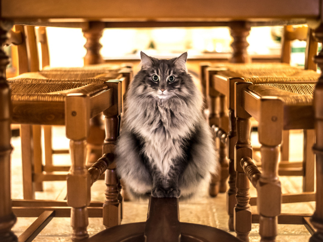 Большой серый кот сидит под столом 