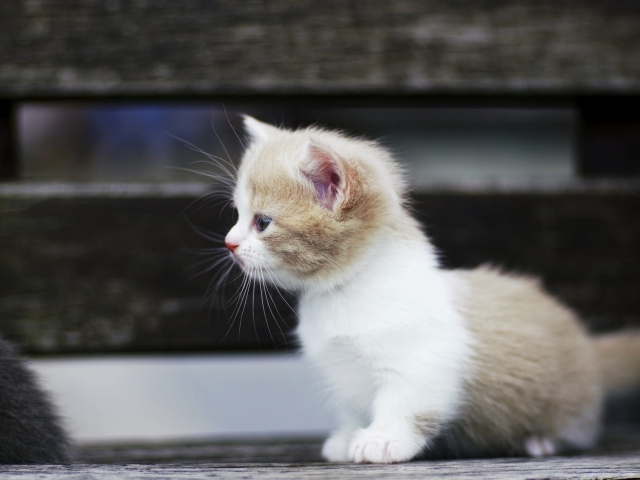 Маленький забавный коротколапый котенок