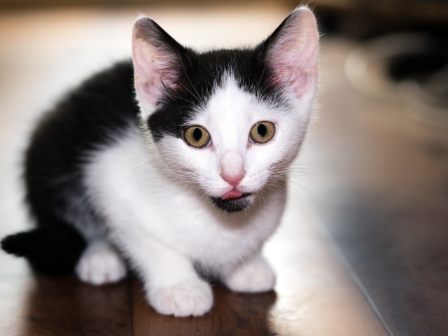 Маленький черно-белый котенок с высунутым языком