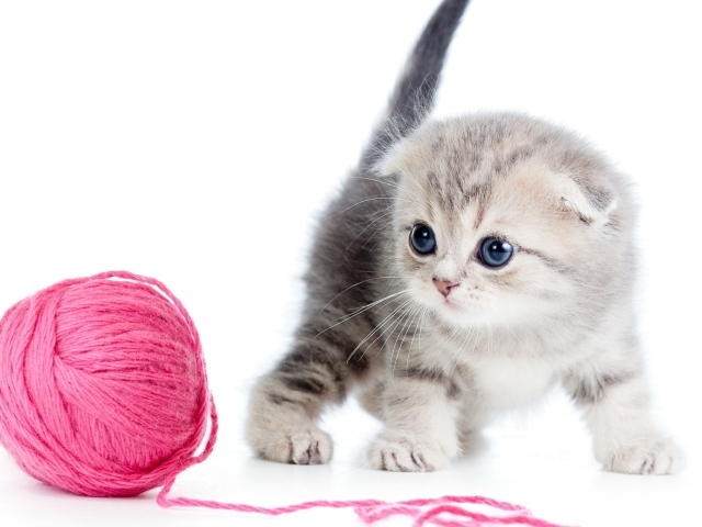 Маленький серый котенок с розовым клубком ниток