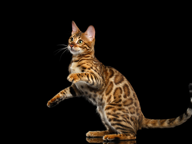 Красивая Бенгальская кошка на черном фоне