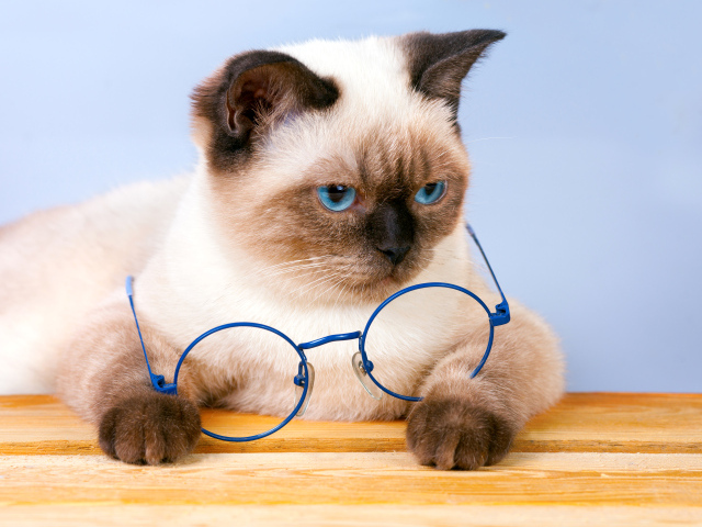 Красивый сиамский кот с синими очками