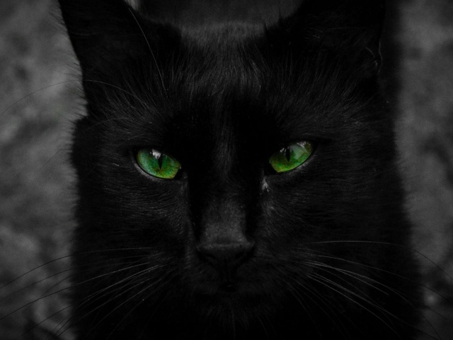 Красивый черный кот с большими зелеными глазами
