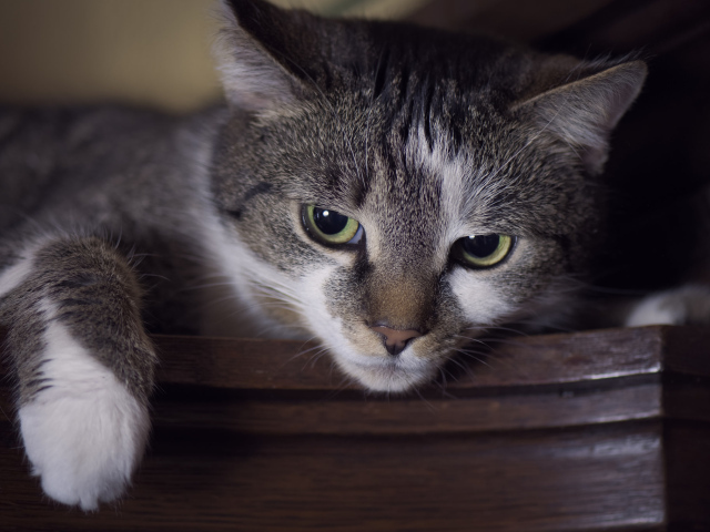 Красивый кот с зелеными глазами крупным планом