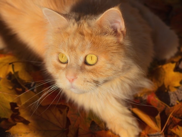 Красивый рыжий пушистый кот лежит на желтой траве