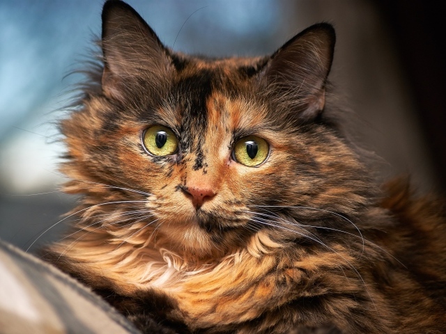 Красивая трехцветная кошка с большими зелеными глазами 