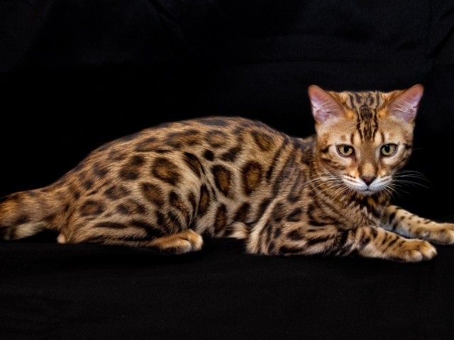 Бенгальская кошка лежит на черном фоне