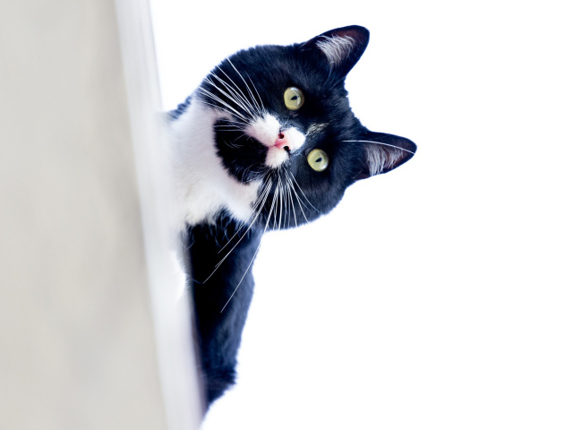 Черно-белый кот выглядывает из-за угла на белом фоне