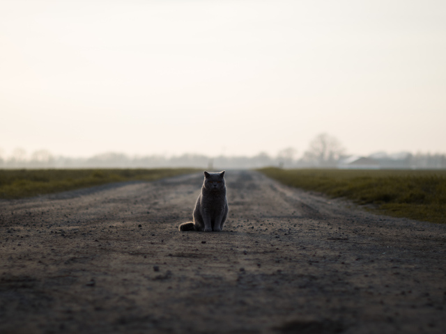 Кот британец сидит на дороге 