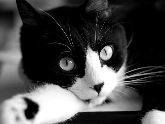 Кот крупным планом черно-белое фото