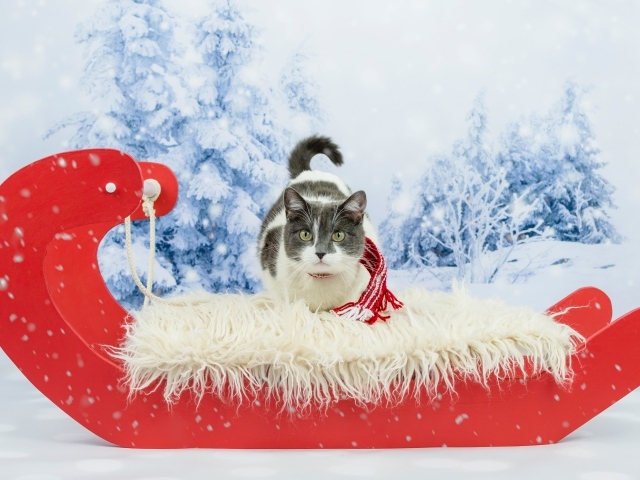Кот в праздничных красных санях зимой
