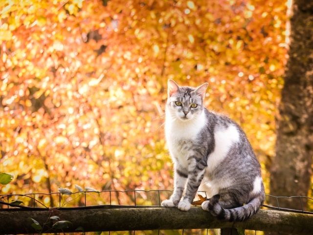 Кот сидит на заборе на фоне желтых деревьев