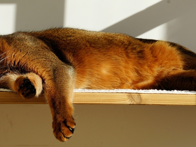 Кошка спит на полке 