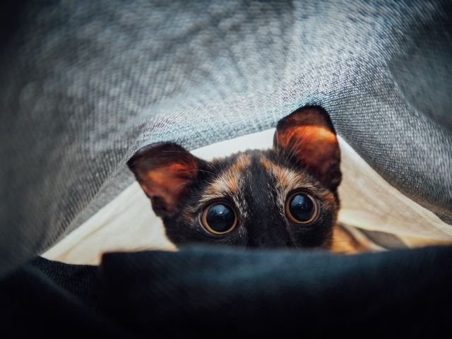 Любопытный кот с большими глазами под одеялом