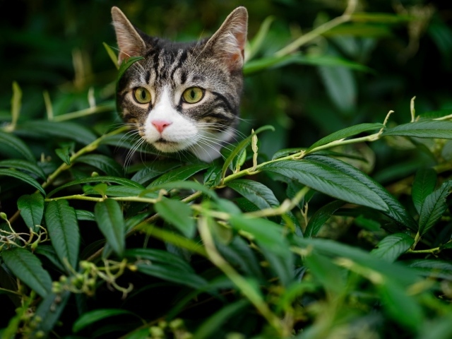Любопытный серый кот сидит в засаде в зеленой листве