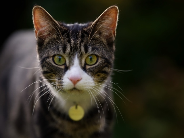 Любопытный серый кот с подвеской на шее