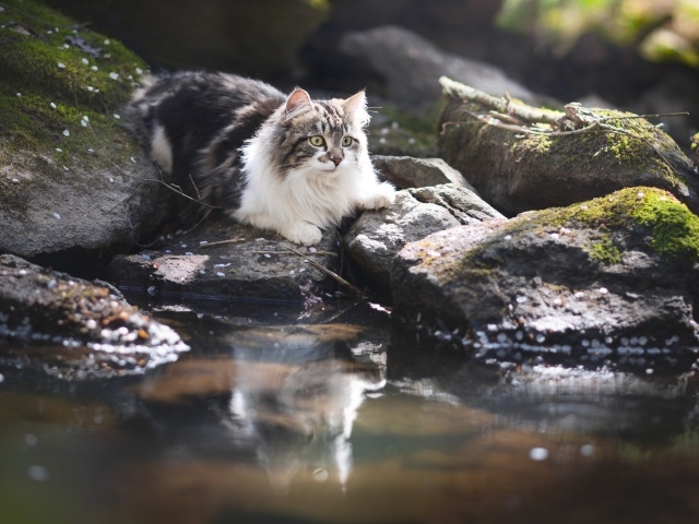 Пушистая кошка на камне у воды 