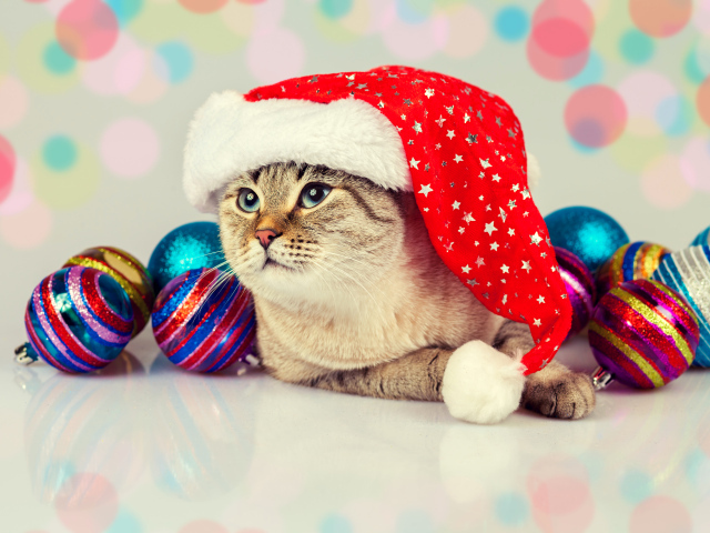 Забавный кот в новогодней шапке с елочными шарами