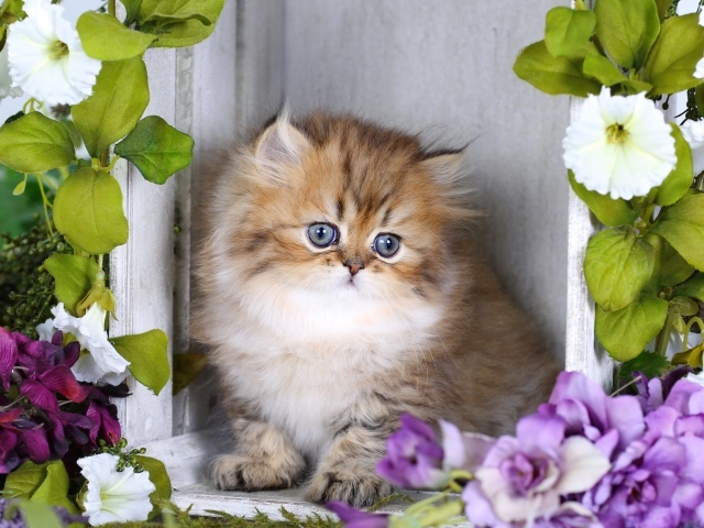 Забавный пушистый котенок с цветами