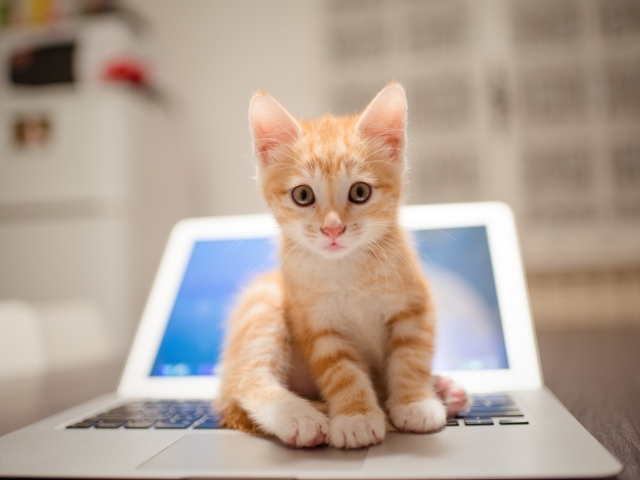 Забавный рыжий котенок сидит на ноутбуке
