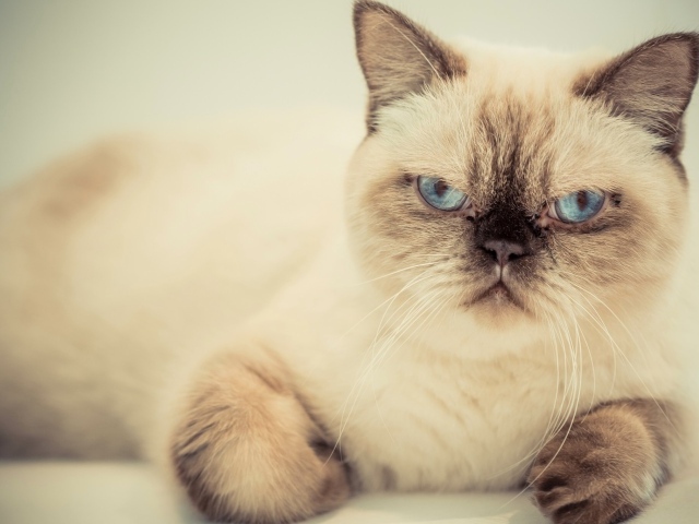 Хмурый красивый голубоглазый кот