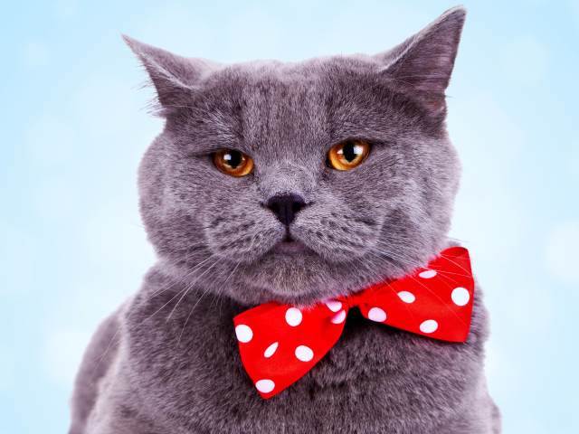 Серый британский кот с большим красным бантом в горошек