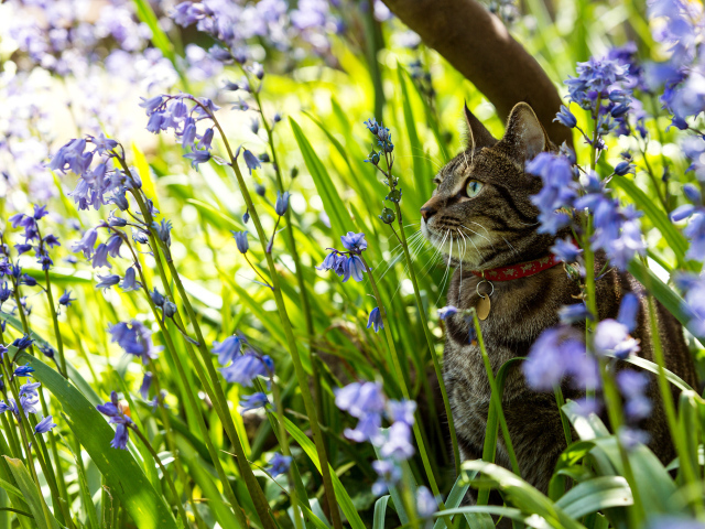 Серый кот в ошейнике сидит в голубых цветах
