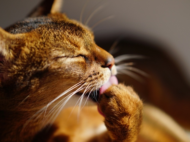Серый кот облизывает лапу