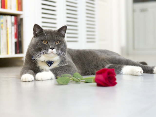 Серый кот лежит на полу с красной розой