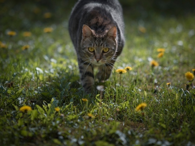 Серый кот с желтыми глазами бежит по зеленой траве