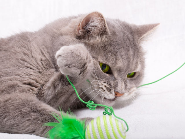 Серый зеленоглазый кот играет с игрушкой на белом фоне