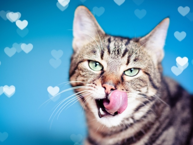 Зеленоглазый серый кот с высунутым языком на голубом фоне