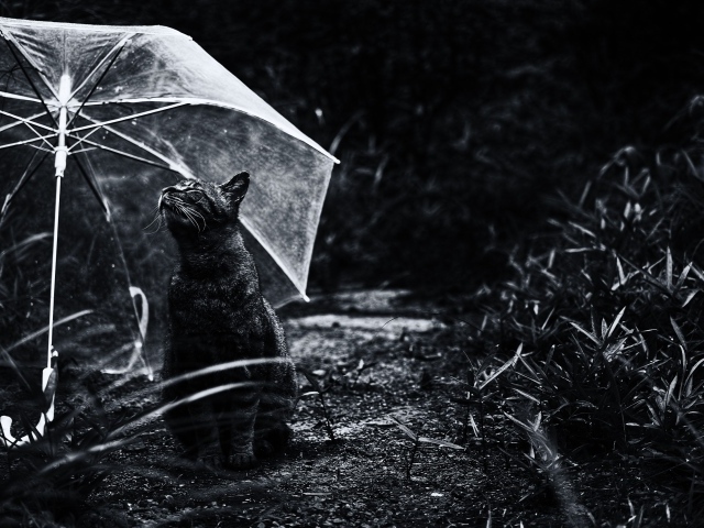 Серый кот под прозрачным зонтом черно - белое фото 