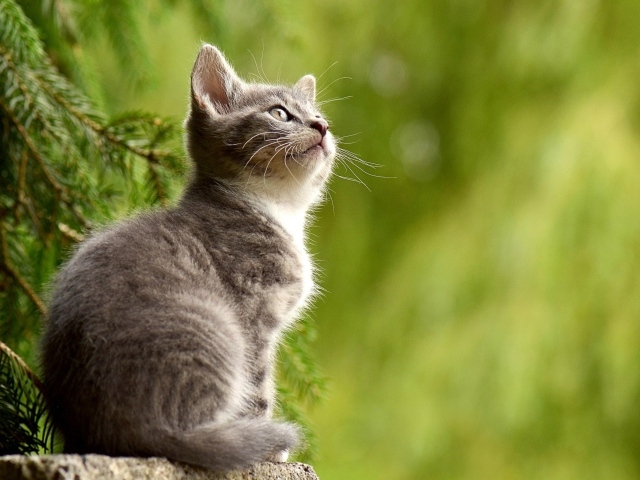 Заинтересованный взгляд маленького серого котенка