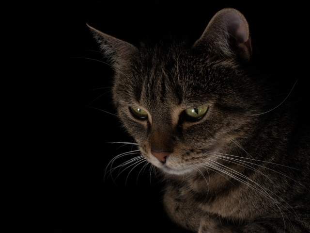 Большой серый кот смотрит вниз 